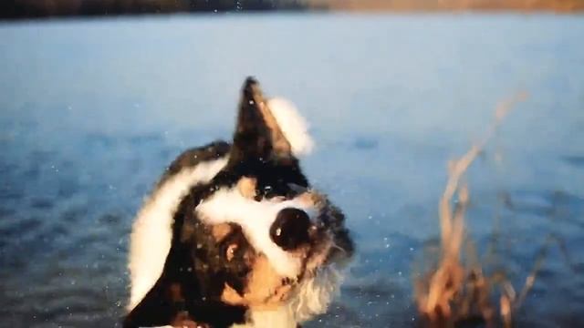 Music For Dogs Relaxing ⭐ Relaxing Christmas Music For Dogs ⭐ Music For Dogs смотреть онлайн