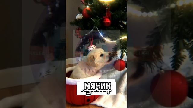 ?что подарить собаке на новый год??❄️ смотреть онлайн