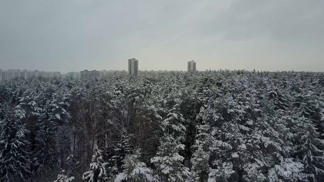 Winter forest / Зимний лес смотреть онлайн