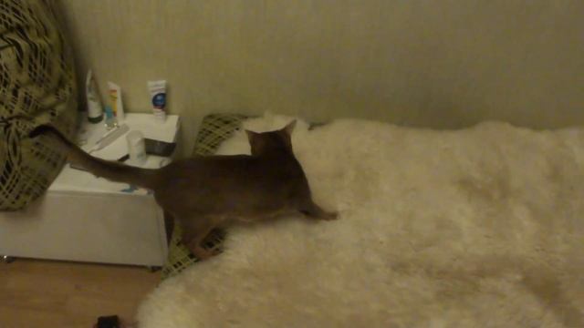 Абиссинская кошка, знакомство с овечьей шкурой :) ( smartaby.com ) смотреть онлайн