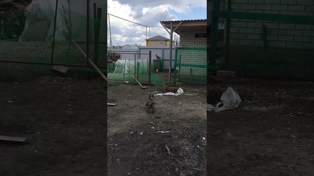 Керн терьер загоняет домашнюю птицу смотреть онлайн