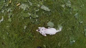 Джек Рассел Терьер играет: активный и веселый джек рассел