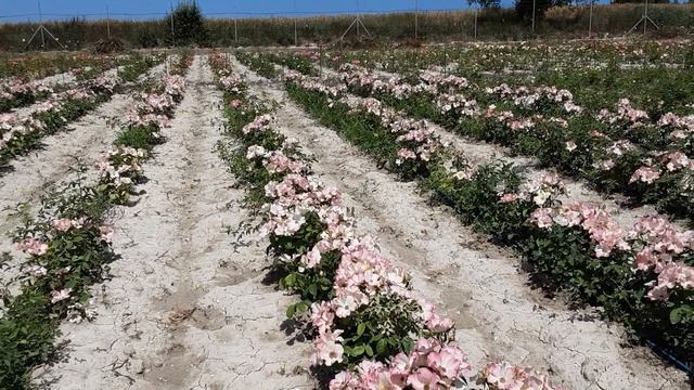 Роза Лиола - милые и простые цветы бабочки. Питомник Роз Полины Козловой - rozarium.biz смотреть онлайн