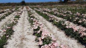 Роза Лиола - милые и простые цветы бабочки. Питомник Роз Полины Козловой - rozarium.biz