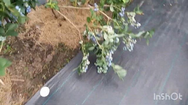 Голубика Дюк. 28.06.23 г смотреть онлайн