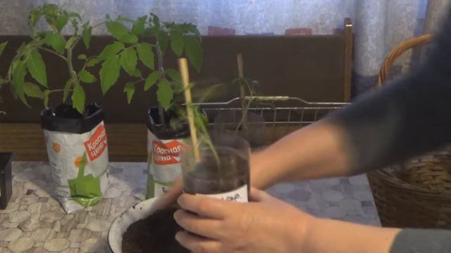 Китайский способ и томаты в пакетах. Продолжение эксперимента смотреть онлайн