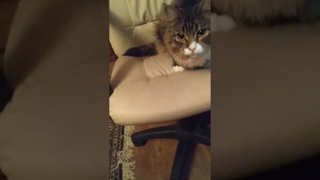 Кошка ест корм для рыбок) смотреть онлайн