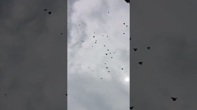Очередная тренировка голубей смотреть онлайн