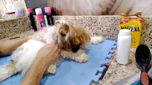 Seu Shih tzu embolou ? Veja dicas. смотреть онлайн
