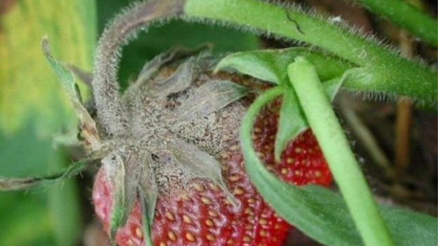 КАК ИЗБАВИТЬСЯ ОТ МУЧНИСТОЙ РОСЫ НА РАСТЕНИЯХ! смотреть онлайн