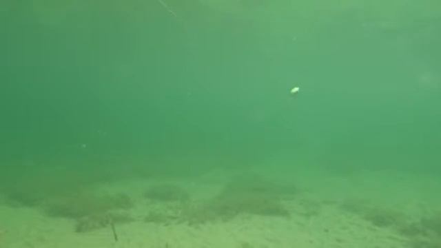 Кренк STRIKE PRO AQUAMAX CRANK 50 подводные съемки проводка игра воблера смотреть онлайн