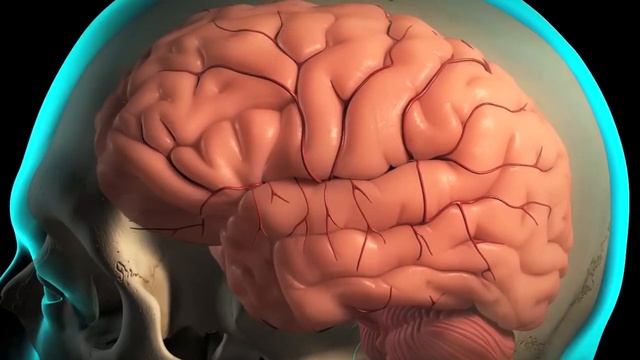 Что происходит с головным мозгом после 40 лет? смотреть онлайн