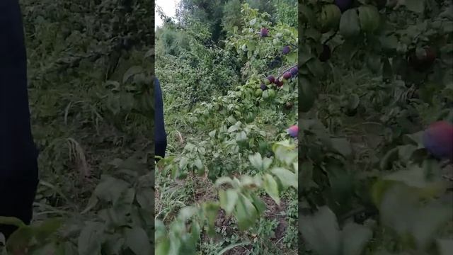 Слива сорта Анжелина. 10 сентября смотреть онлайн