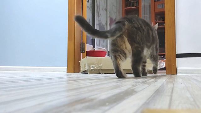 Почему кошки так любят коробки? смотреть онлайн