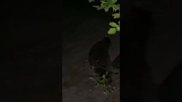 Жители юга России. Енот полоскун. смотреть онлайн