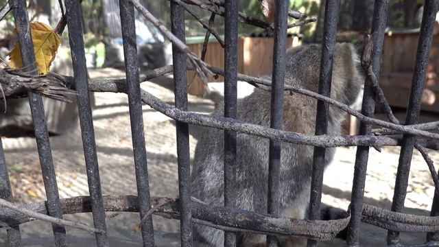Любопытный котенок манулов. 06.10.2022 смотреть онлайн
