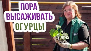 Готовим теплую грядку для огурцов. Как сделать теплую грядку весной