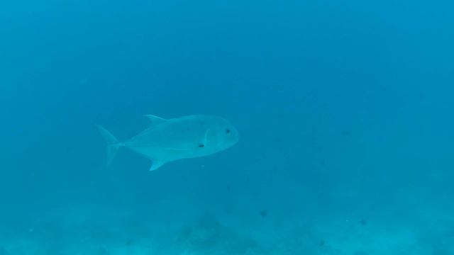 Diving into Paradise: Snorkeling Adventures in the Maldives, Kuramathi Island смотреть онлайн
