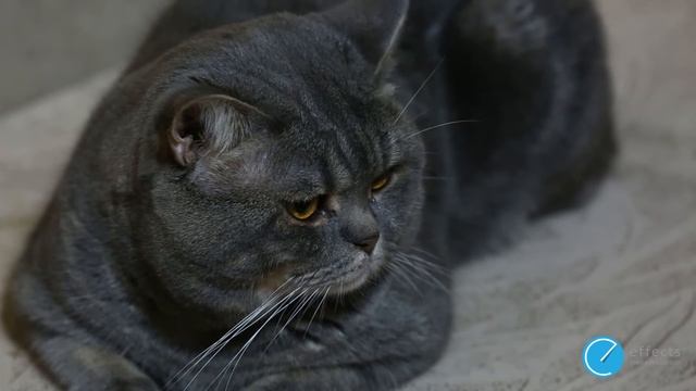 Вислоухие котята о породе смотреть онлайн