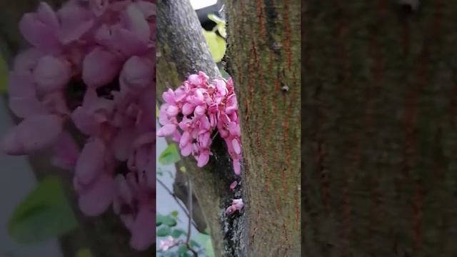 Cercis chinensis смотреть онлайн