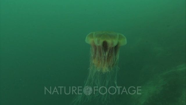 Giant Lion's Mane Jelly (Cyanea Capillata) With Diver Under Fjord Wall смотреть онлайн