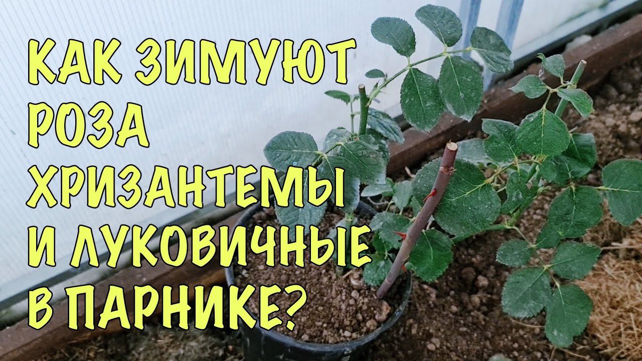 ШОК! Оставила РОЗУ в ГОРШКЕ БЕЗ УКРЫТИЯ ! Как зимуют ХРИЗАНТЕМЫ и ЛУКОВИЧНЫЕ в ПАРНИКЕ смотреть онлайн