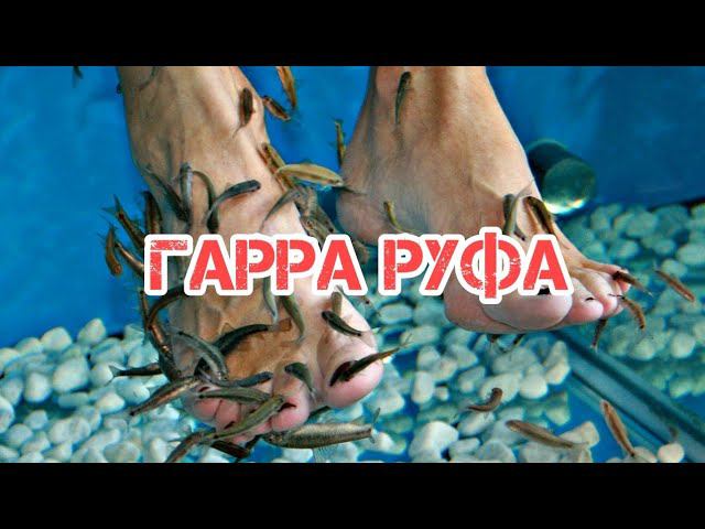 ГАРРА РУФА. РЫБКА- ДОКТОР смотреть онлайн