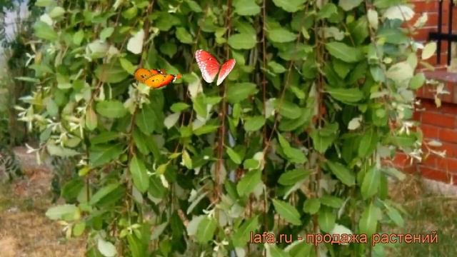 Ива пендула Пендула (salix caprea pendula) ? ива Пендула обзор: как сажать саженцы ивы Пендула смотреть онлайн