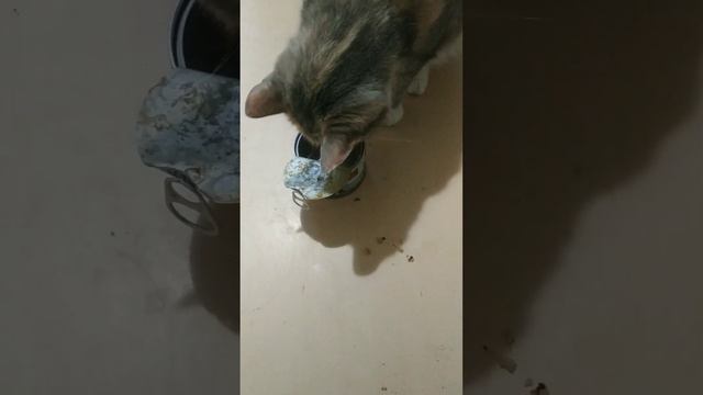 И ложка не нужна!)Кошка ест рыбку. смотреть онлайн
