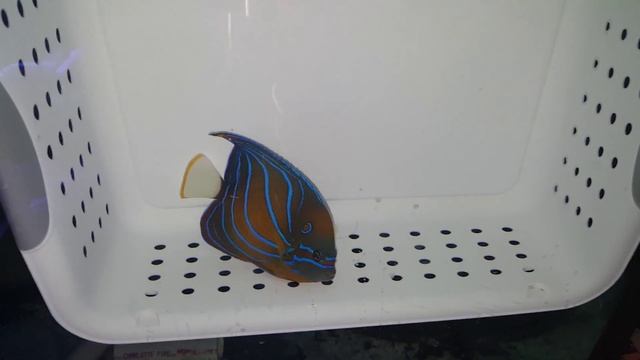 Annularis Angel $189 - Sumatra смотреть онлайн