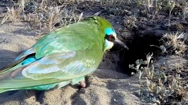 Зеленая щурка (Merops persicus) - Землекоп | Film Studio Aves смотреть онлайн