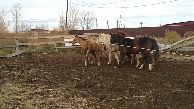 Казахские ковбои) Шалма салу. смотреть онлайн