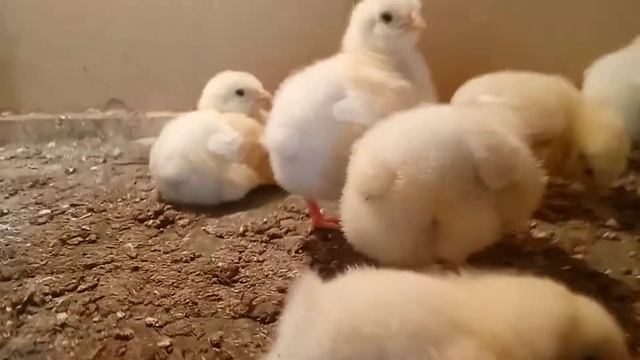 Бройлеры КОББ 500 Чехия! Начинаем новый эксперимент смотреть онлайн