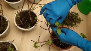 Обрезка фуксии после зимы