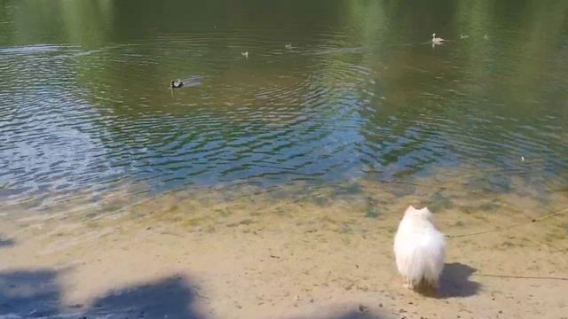 Собака и утки, пруд, речка, птицы, животные, пляж