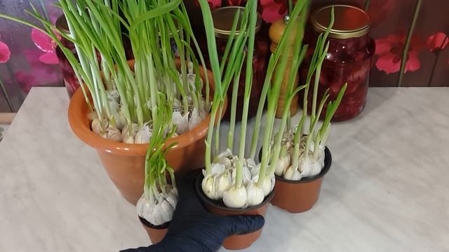 Как вырастить чеснок дома? Ешьте чеснок каждый день, круглый год! смотреть онлайн