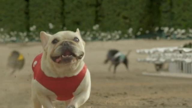 SKECHERS - GO RUN Mr. Quiggly! Big Game Commercial 2012 смотреть онлайн