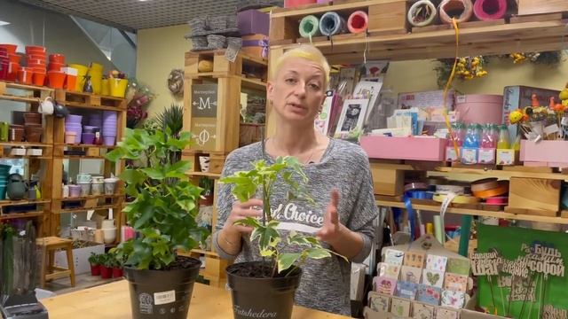 Фатсхедера Пиа - пестролистная экзотическая лиана с уникальными листьями смотреть онлайн