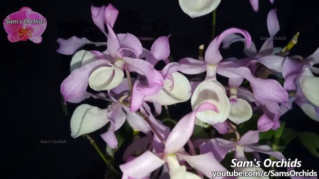Dendrobium tortile orchid reblooming 2021 смотреть онлайн