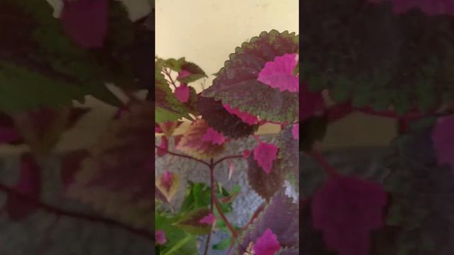 coleus flowers | Prema's Garden смотреть онлайн