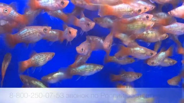 Пецилия радужная Rainbow Platy XIPHOPHORUS MACULATUS продажа оптом смотреть онлайн
