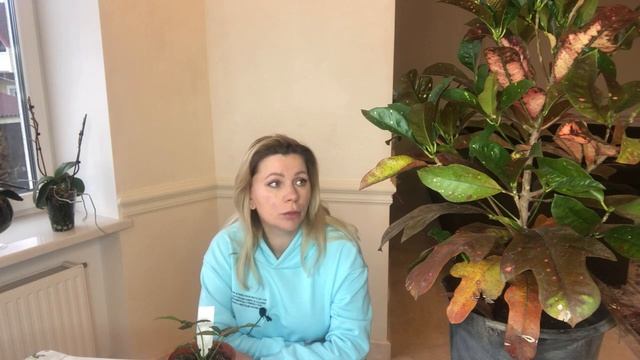 КОДИЕУМ | КРОТОН | ТРУДНОСТИ ВЫРАЩИВАНИЯ смотреть онлайн