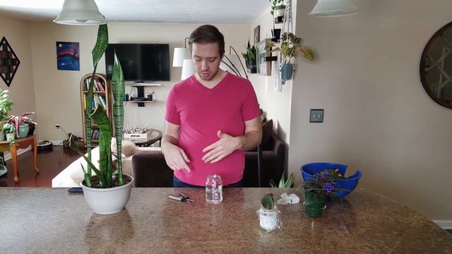 Learn How to Propagate African Violets and Snake Plants (Sanseveria, Mother in Laws Tongue) смотреть онлайн