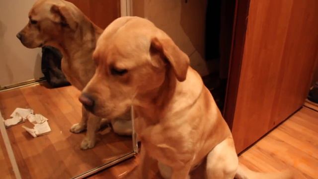 Воспитательный разговор с лабрадором (Лабрадор Умка) смотреть онлайн