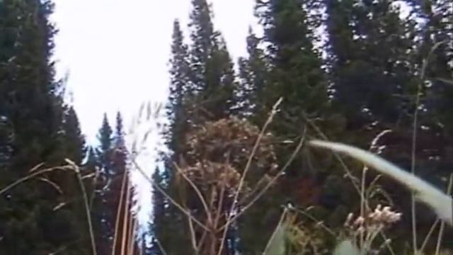 Салаирский кряж. Видеофильм НГПУ смотреть онлайн