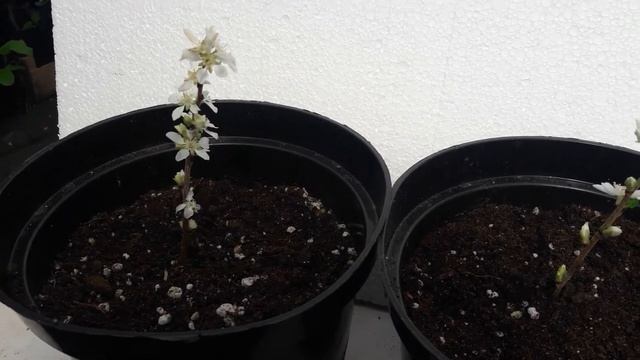 Вишня войлочная, китайская. #shorts смотреть онлайн