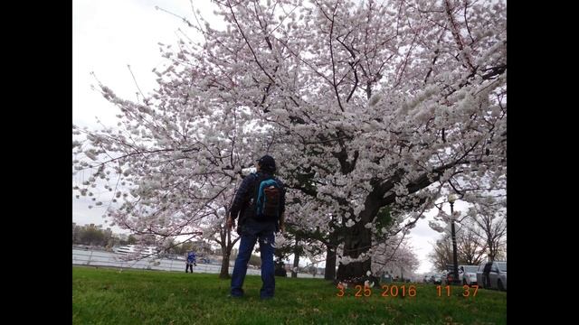 # 2-Washington, DC Cherry Blossoms Festival 2016  (Videos/Photos) (Nikon Coolpix S7000)