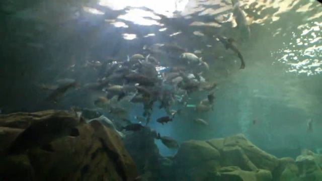 Aquaworld Aquarium Hersonissos Crete, Greece (4) смотреть онлайн