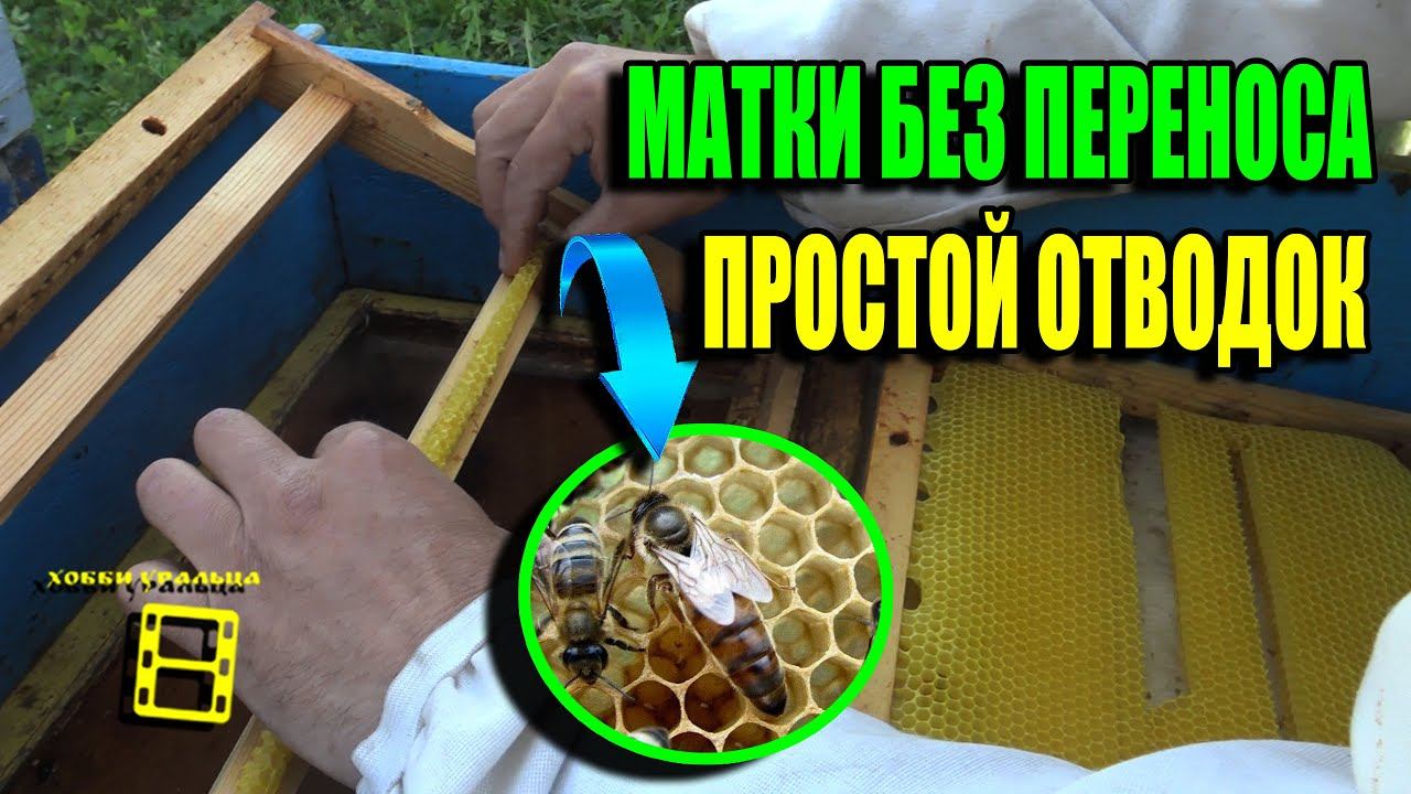 КАК СДЕЛАТЬ ПРОСТОЙ ОТВОДОК ПЧЕЛ? ВЫВОД МАТОК БЕЗ ПЕРЕНОСА. ДЛЯ НАЧИНАЮЩИХ ПЧЕЛОВОДОВ 22-23 смотреть онлайн