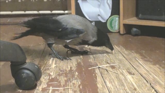 Голуби строят гнездо. Ворона - разрушитель. смотреть онлайн